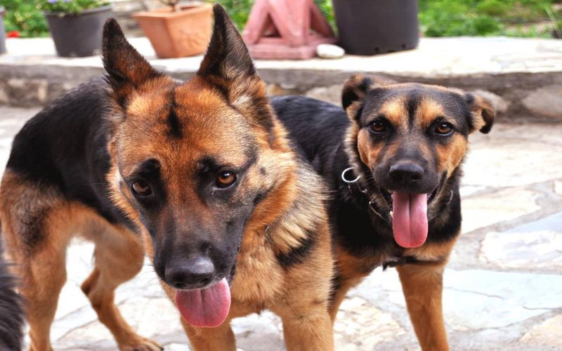 How To Build A DIY Insulated Dog House For Cold Climates 1 two large dogs. GSD and Rotty