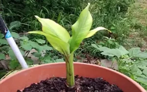 Read more about the article How To Grow Great Banana Plants from Pups