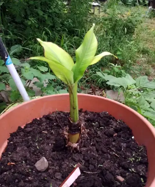 How To Grow Great Banana Plants from Pups 2 banana 1
