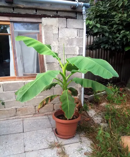 How To Grow Great Banana Plants from Pups 3 banana 2