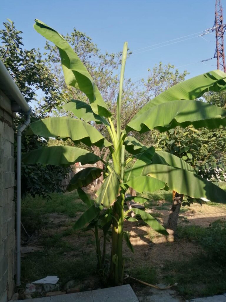 How To Grow Great Banana Plants from Pups 4 banana 3