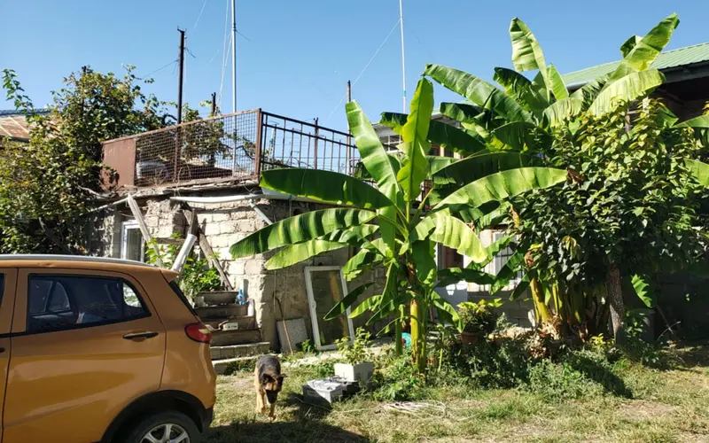 How To Grow Great Banana Plants from Pups 5 big banana