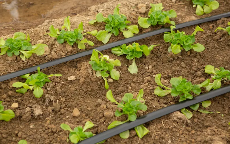drip feed watering system
