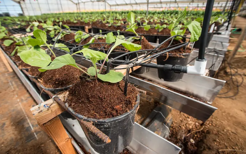 Read more about the article Build An Excellent Hydroponic Garden at Home