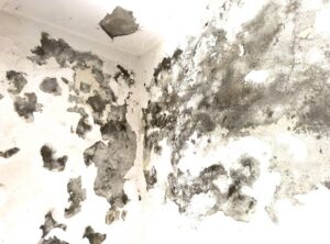 Read more about the article Hazardous Damp Patches on Internal Walls: A Total Nightmare
