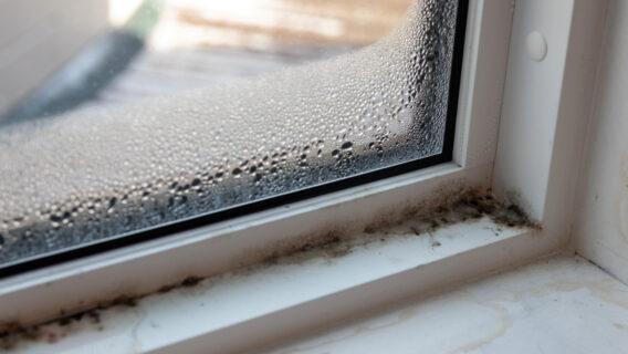 damp around windows